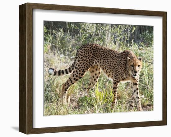 Cheetah, (Acinonyx Jubatus), Namibia, Africa-Nico Tondini-Framed Photographic Print