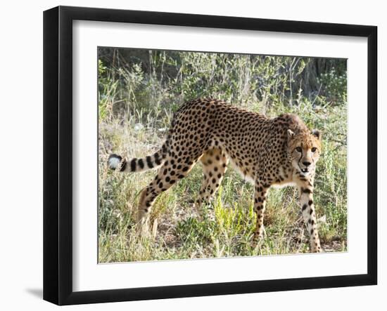 Cheetah, (Acinonyx Jubatus), Namibia, Africa-Nico Tondini-Framed Photographic Print