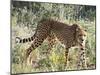 Cheetah, (Acinonyx Jubatus), Namibia, Africa-Nico Tondini-Mounted Photographic Print