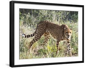 Cheetah, (Acinonyx Jubatus), Namibia, Africa-Nico Tondini-Framed Photographic Print