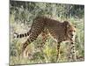 Cheetah, (Acinonyx Jubatus), Namibia, Africa-Nico Tondini-Mounted Photographic Print