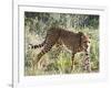 Cheetah, (Acinonyx Jubatus), Namibia, Africa-Nico Tondini-Framed Photographic Print