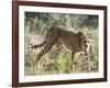 Cheetah, (Acinonyx Jubatus), Namibia, Africa-Nico Tondini-Framed Photographic Print