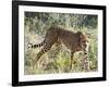 Cheetah, (Acinonyx Jubatus), Namibia, Africa-Nico Tondini-Framed Photographic Print