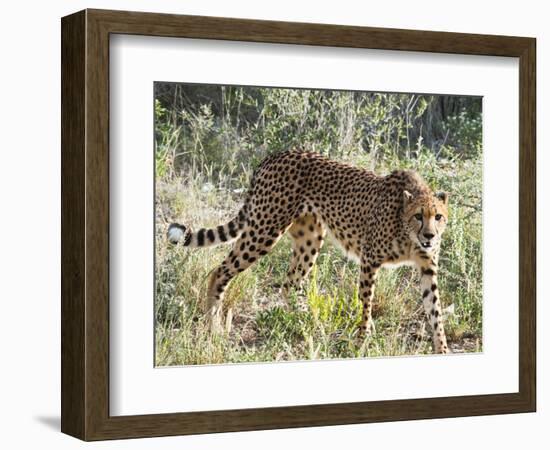 Cheetah, (Acinonyx Jubatus), Namibia, Africa-Nico Tondini-Framed Photographic Print