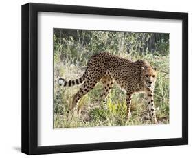 Cheetah, (Acinonyx Jubatus), Namibia, Africa-Nico Tondini-Framed Photographic Print