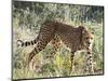 Cheetah, (Acinonyx Jubatus), Namibia, Africa-Nico Tondini-Mounted Photographic Print