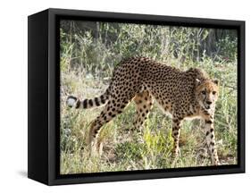 Cheetah, (Acinonyx Jubatus), Namibia, Africa-Nico Tondini-Framed Stretched Canvas