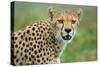 Cheetah (Acinonyx Jubatus), Ndutu, Ngorongoro Conservation Area, Tanzania-null-Stretched Canvas