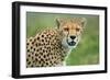 Cheetah (Acinonyx Jubatus), Ndutu, Ngorongoro Conservation Area, Tanzania-null-Framed Premium Photographic Print