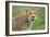 Cheetah (Acinonyx Jubatus), Ndutu, Ngorongoro Conservation Area, Tanzania-null-Framed Photographic Print