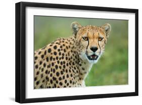 Cheetah (Acinonyx Jubatus), Ndutu, Ngorongoro Conservation Area, Tanzania-null-Framed Photographic Print