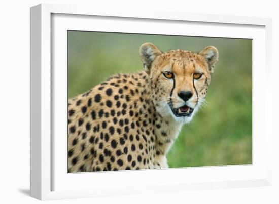 Cheetah (Acinonyx Jubatus), Ndutu, Ngorongoro Conservation Area, Tanzania-null-Framed Photographic Print