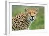 Cheetah (Acinonyx Jubatus), Ndutu, Ngorongoro Conservation Area, Tanzania-null-Framed Photographic Print