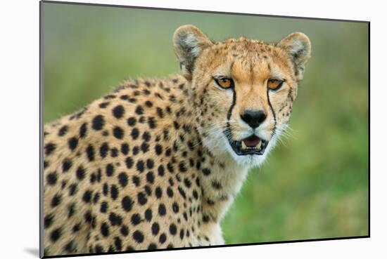 Cheetah (Acinonyx Jubatus), Ndutu, Ngorongoro Conservation Area, Tanzania-null-Mounted Photographic Print