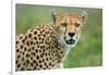 Cheetah (Acinonyx Jubatus), Ndutu, Ngorongoro Conservation Area, Tanzania-null-Framed Photographic Print