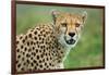 Cheetah (Acinonyx Jubatus), Ndutu, Ngorongoro Conservation Area, Tanzania-null-Framed Photographic Print