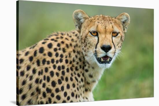 Cheetah (Acinonyx Jubatus), Ndutu, Ngorongoro Conservation Area, Tanzania-null-Stretched Canvas