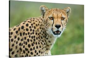 Cheetah (Acinonyx Jubatus), Ndutu, Ngorongoro Conservation Area, Tanzania-null-Stretched Canvas