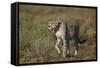 Cheetah (Acinonyx Jubatus), Ngorongoro Conservation Area, Serengeti, Tanzania, East Africa, Africa-James Hager-Framed Stretched Canvas