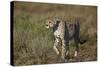 Cheetah (Acinonyx Jubatus), Ngorongoro Conservation Area, Serengeti, Tanzania, East Africa, Africa-James Hager-Stretched Canvas