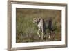 Cheetah (Acinonyx Jubatus), Ngorongoro Conservation Area, Serengeti, Tanzania, East Africa, Africa-James Hager-Framed Photographic Print