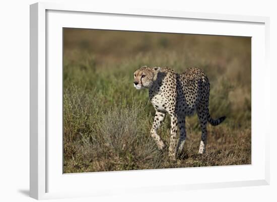 Cheetah (Acinonyx Jubatus), Ngorongoro Conservation Area, Serengeti, Tanzania, East Africa, Africa-James Hager-Framed Photographic Print