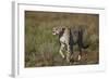 Cheetah (Acinonyx Jubatus), Ngorongoro Conservation Area, Serengeti, Tanzania, East Africa, Africa-James Hager-Framed Photographic Print