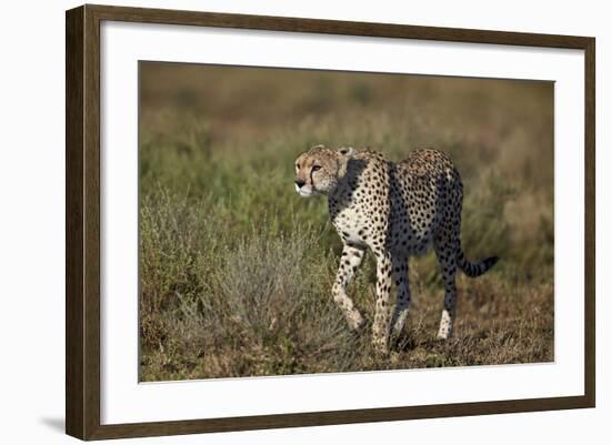 Cheetah (Acinonyx Jubatus), Ngorongoro Conservation Area, Serengeti, Tanzania, East Africa, Africa-James Hager-Framed Photographic Print