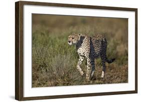 Cheetah (Acinonyx Jubatus), Ngorongoro Conservation Area, Serengeti, Tanzania, East Africa, Africa-James Hager-Framed Photographic Print