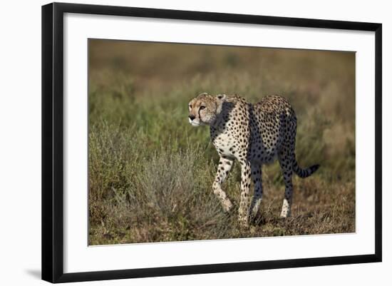 Cheetah (Acinonyx Jubatus), Ngorongoro Conservation Area, Serengeti, Tanzania, East Africa, Africa-James Hager-Framed Photographic Print