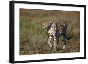 Cheetah (Acinonyx Jubatus), Ngorongoro Conservation Area, Serengeti, Tanzania, East Africa, Africa-James Hager-Framed Photographic Print