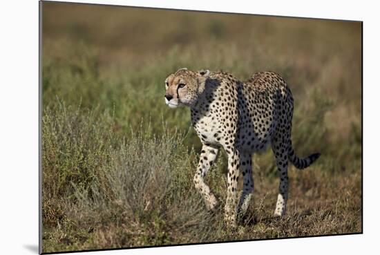 Cheetah (Acinonyx Jubatus), Ngorongoro Conservation Area, Serengeti, Tanzania, East Africa, Africa-James Hager-Mounted Photographic Print