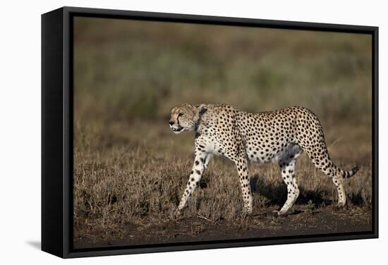Cheetah (Acinonyx Jubatus), Ngorongoro Conservation Area, Serengeti, Tanzania, East Africa, Africa-James Hager-Framed Stretched Canvas