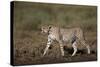 Cheetah (Acinonyx Jubatus), Ngorongoro Conservation Area, Serengeti, Tanzania, East Africa, Africa-James Hager-Stretched Canvas
