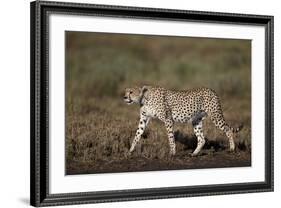 Cheetah (Acinonyx Jubatus), Ngorongoro Conservation Area, Serengeti, Tanzania, East Africa, Africa-James Hager-Framed Photographic Print