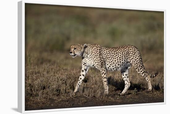 Cheetah (Acinonyx Jubatus), Ngorongoro Conservation Area, Serengeti, Tanzania, East Africa, Africa-James Hager-Framed Photographic Print