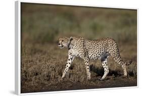 Cheetah (Acinonyx Jubatus), Ngorongoro Conservation Area, Serengeti, Tanzania, East Africa, Africa-James Hager-Framed Photographic Print