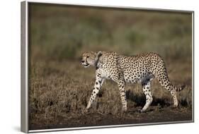 Cheetah (Acinonyx Jubatus), Ngorongoro Conservation Area, Serengeti, Tanzania, East Africa, Africa-James Hager-Framed Photographic Print