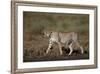 Cheetah (Acinonyx Jubatus), Ngorongoro Conservation Area, Serengeti, Tanzania, East Africa, Africa-James Hager-Framed Photographic Print