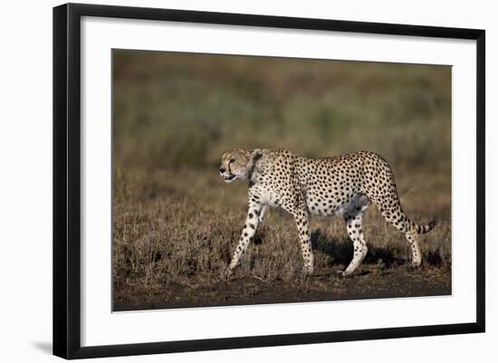 Cheetah (Acinonyx Jubatus), Ngorongoro Conservation Area, Serengeti, Tanzania, East Africa, Africa-James Hager-Framed Photographic Print