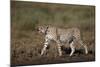 Cheetah (Acinonyx Jubatus), Ngorongoro Conservation Area, Serengeti, Tanzania, East Africa, Africa-James Hager-Mounted Photographic Print