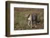 Cheetah (Acinonyx Jubatus), Ngorongoro Conservation Area, Serengeti, Tanzania, East Africa, Africa-James Hager-Framed Photographic Print