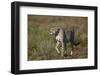 Cheetah (Acinonyx Jubatus), Ngorongoro Conservation Area, Serengeti, Tanzania, East Africa, Africa-James Hager-Framed Photographic Print