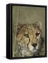 Cheetah, (Acinonyx Jubatus), Okonjima Private Game Reserve, Windhoek, Namibia-Thorsten Milse-Framed Stretched Canvas