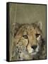 Cheetah, (Acinonyx Jubatus), Okonjima Private Game Reserve, Windhoek, Namibia-Thorsten Milse-Framed Stretched Canvas