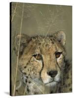 Cheetah, (Acinonyx Jubatus), Okonjima Private Game Reserve, Windhoek, Namibia-Thorsten Milse-Stretched Canvas