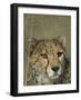 Cheetah, (Acinonyx Jubatus), Okonjima Private Game Reserve, Windhoek, Namibia-Thorsten Milse-Framed Photographic Print