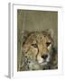 Cheetah, (Acinonyx Jubatus), Okonjima Private Game Reserve, Windhoek, Namibia-Thorsten Milse-Framed Photographic Print