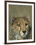 Cheetah, (Acinonyx Jubatus), Okonjima Private Game Reserve, Windhoek, Namibia-Thorsten Milse-Framed Photographic Print